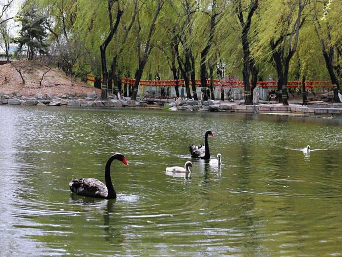 3、天鵝湖景區