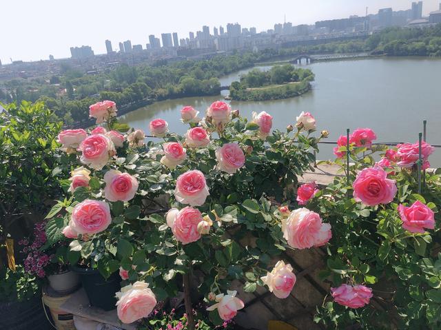 樓頂露臺適合種什么菜（100頂樓露臺一半種花一半種菜）(28)