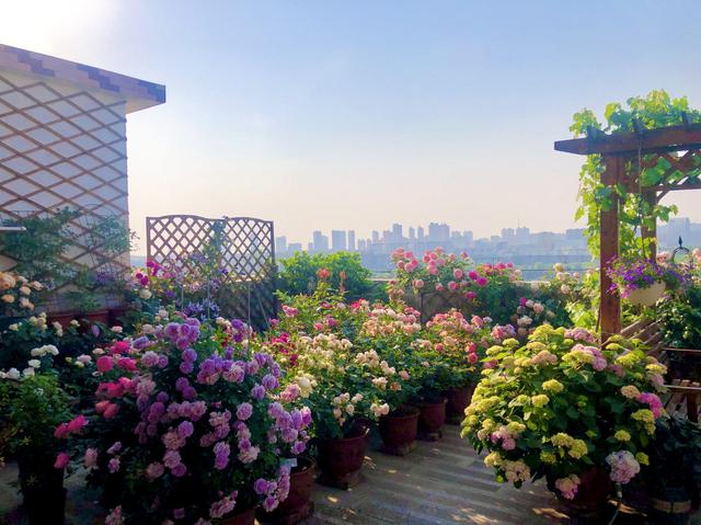 樓頂露臺適合種什么菜（100頂樓露臺一半種花一半種菜）(1)