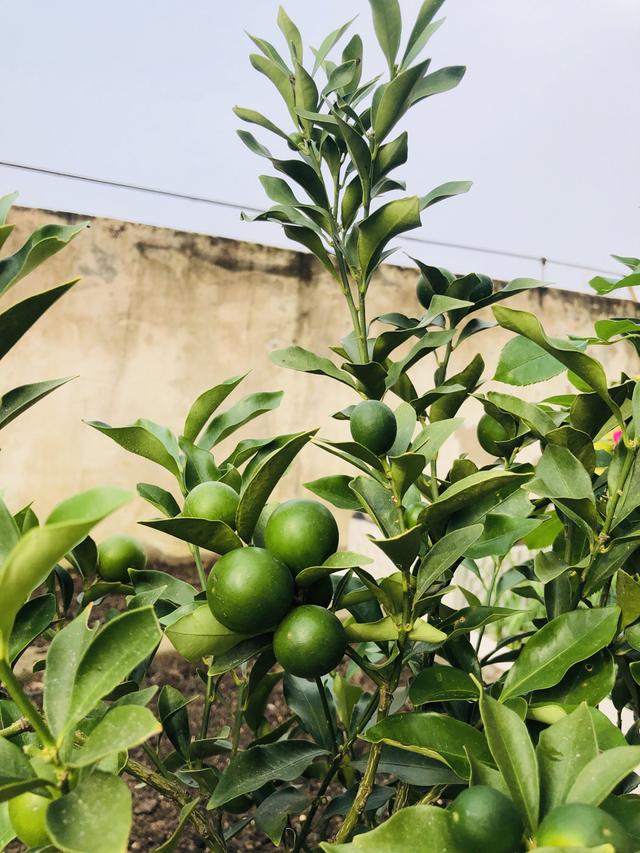 樓頂露臺適合種什么菜（100頂樓露臺一半種花一半種菜）(40)