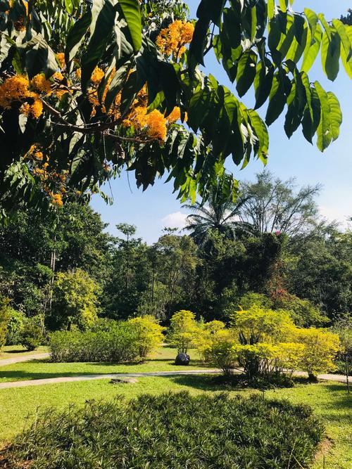 五、勐海植物園（西雙版納唯一有熱帶花園風景),是云南唯一能觀賞到熱帶雨林的地方