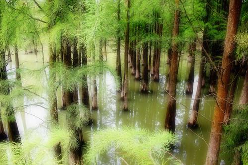 二、青山湖濕地公園