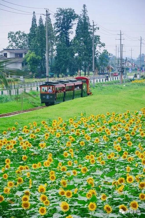 一、崇州市花海