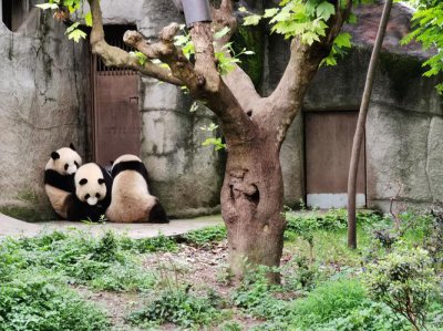 ?成都周邊兩天一夜旅游景點推薦