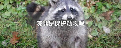 ?北美浣熊是保護動物嗎圖片 浣熊是不是保護動物?