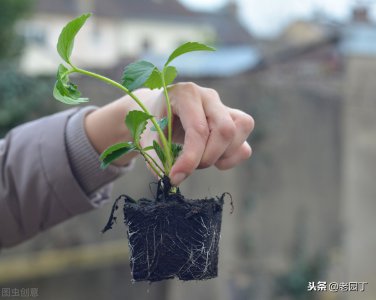 ?怎么種植草莓的方法 草莓種植方法全過程