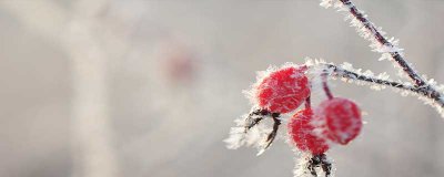 ?霜降在什么時候它的特點是什么 霜降的形成原因