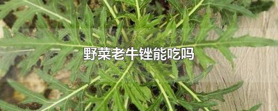 ?老牛銼可以吃嗎 野生老牛銼的作用