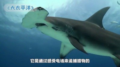 ?海洋主題紀錄片